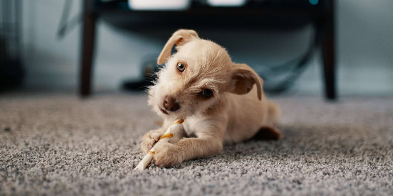 Pet odor treatment cheap